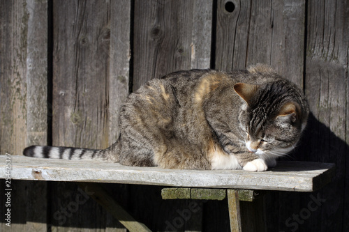 The gray striped cat is sintting on the wooden bench in sunny, winter weather.