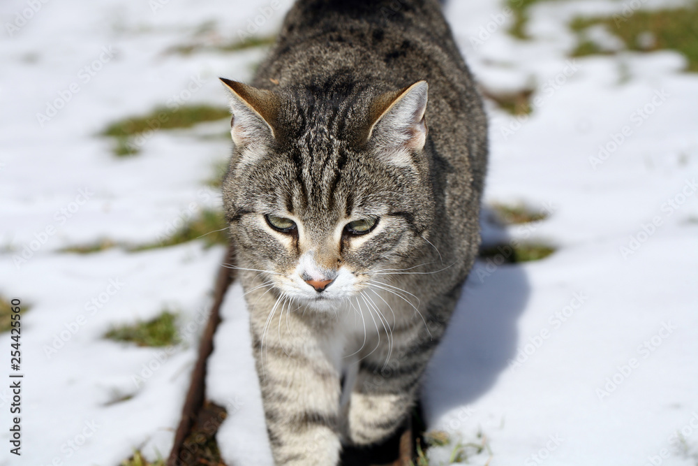 The gray striped cat is walking on the farm in sunny, winter weather.