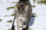 The gray striped cat is walking on the farm in sunny, winter weather.