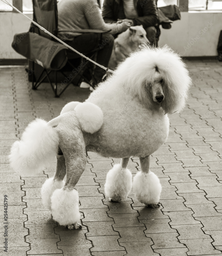 Charming big white poodle with beautiful trendy haircut at dog show Charming big white poodle with beautiful trendy haircut at dog show