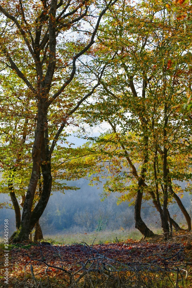 Colorful Trees in Autumn Season. artvin/savsat