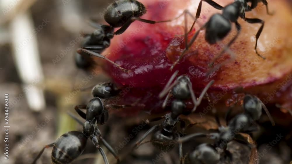 Extreme macro ants eating cherry on right Extreme macro ants eating cherry on right
