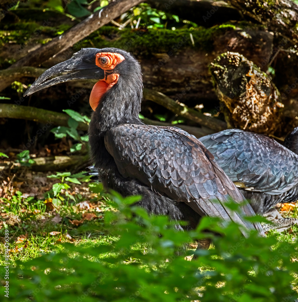 Fototapeta premium Southern ground hornbill. Latin name - Bucorvus leadbeateri 