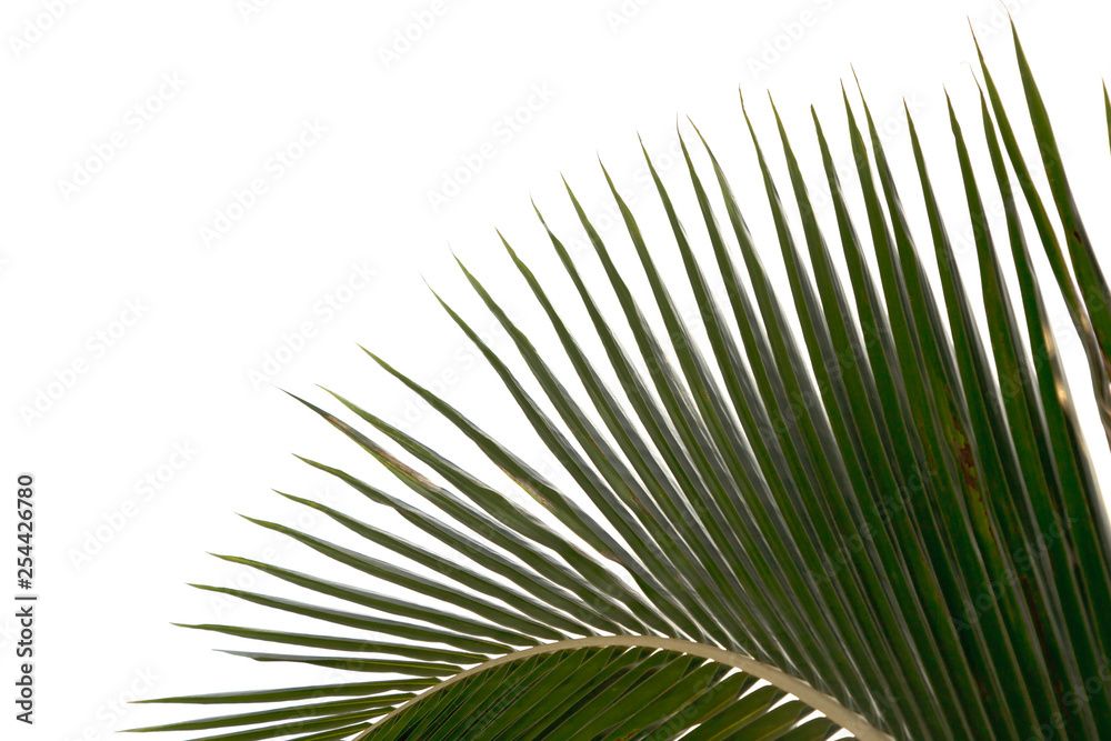 Obraz premium Green coconut leaf isolated on a white background.