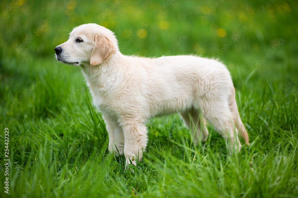Golden retriever puppy on a green meadow Golden retriever puppy on a green meadow