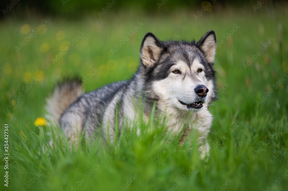 Alaskan Malamute dog lying in the grass