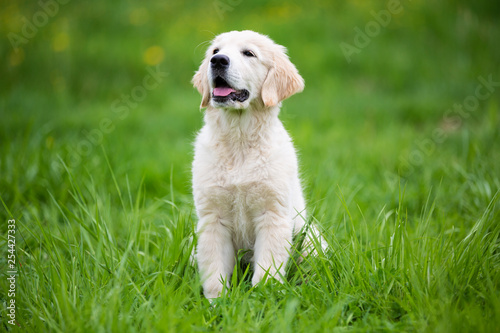 Golden retriever puppy on a green meadow