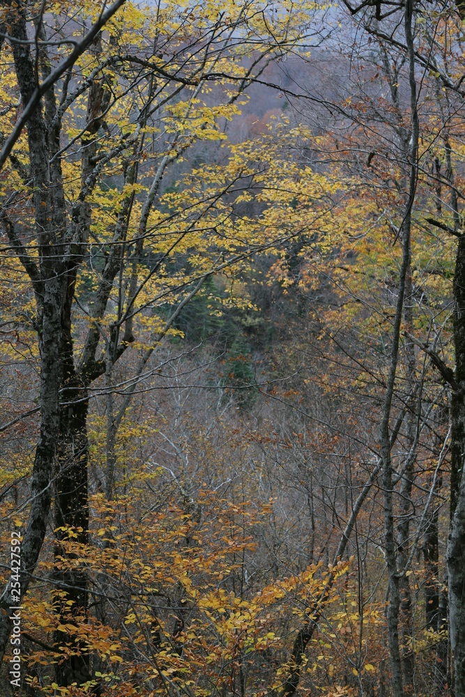 Colorful Trees in Autumn Season. artvin/savsat