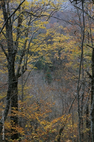 Colorful Trees in Autumn Season. artvin/savsat