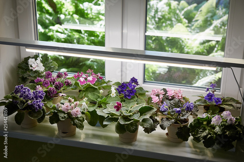 The african potting violets on the windowsill