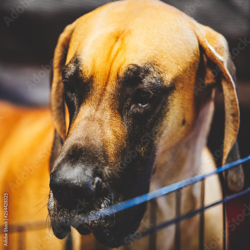 Great dane