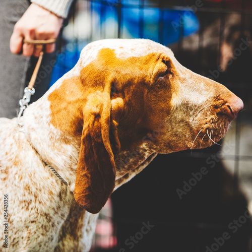 Hound