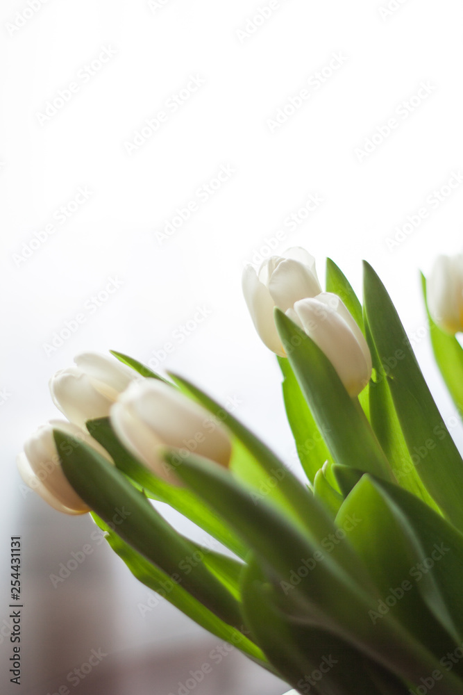 Fototapeta premium White tulips in a vase on the table