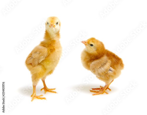 Chick isolated on white