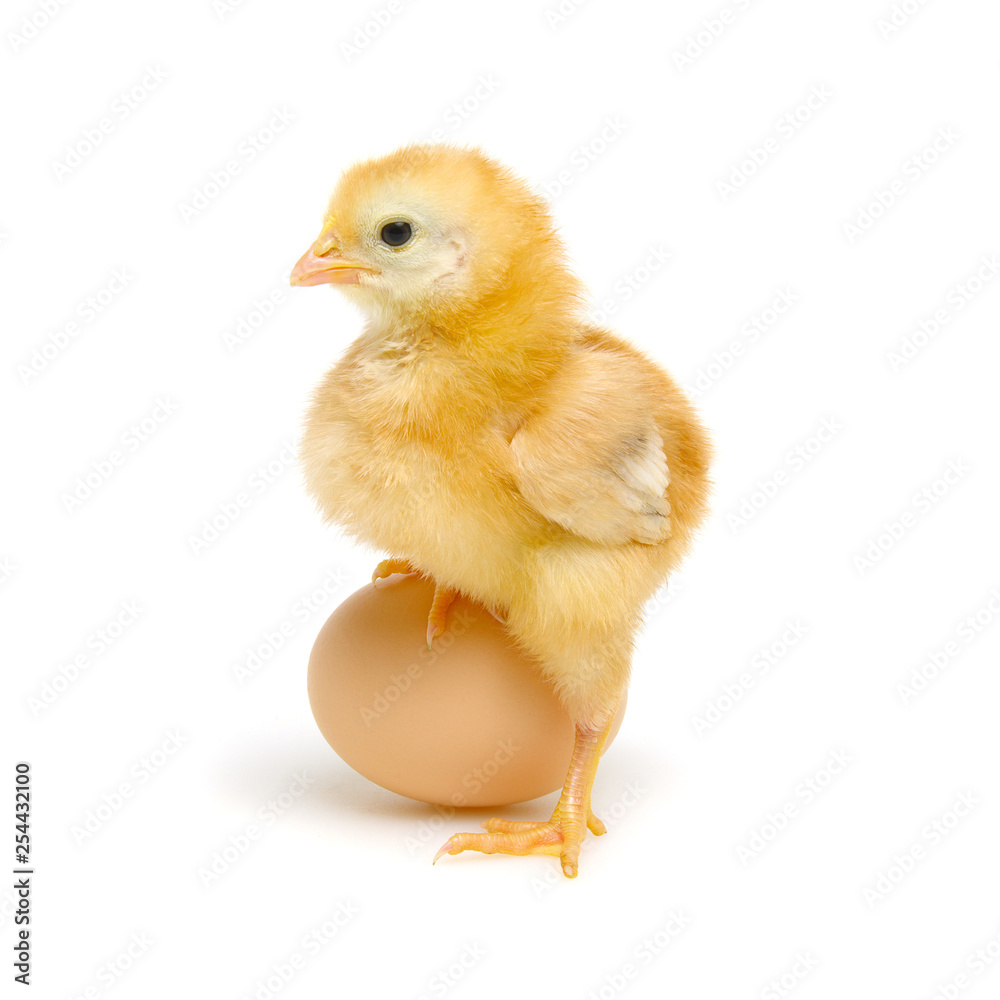 Fototapeta premium egg and chicken