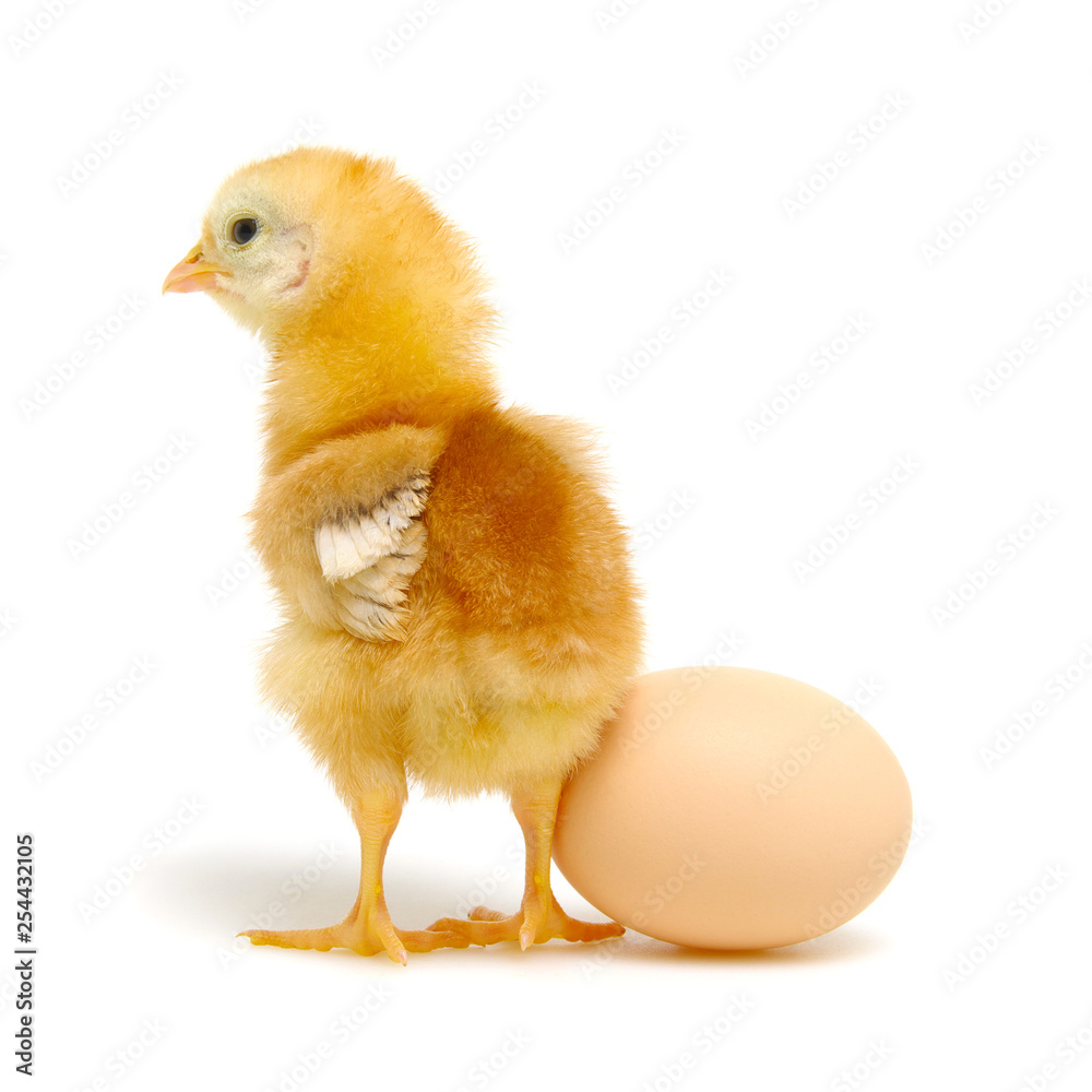 Fototapeta premium chick and egg isolated on a white