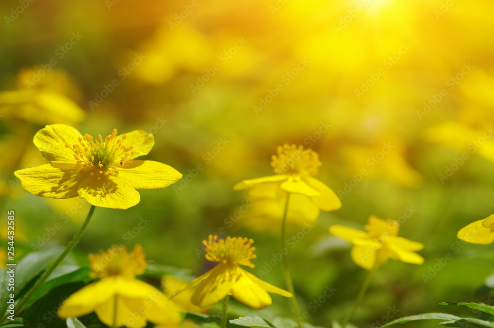 field of spring flowers