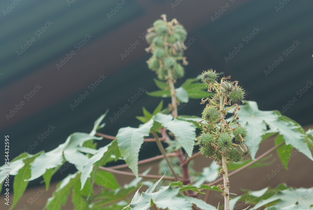 Castor bean