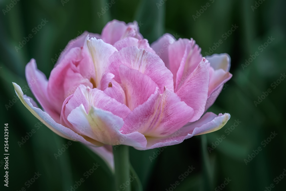 Close up of a pink tulip of unusual shape on a green background. Macro photo with shallow depth of field. Close up of a pink tulip of unusual shape on a green background. Macro photo with shallow depth of field.