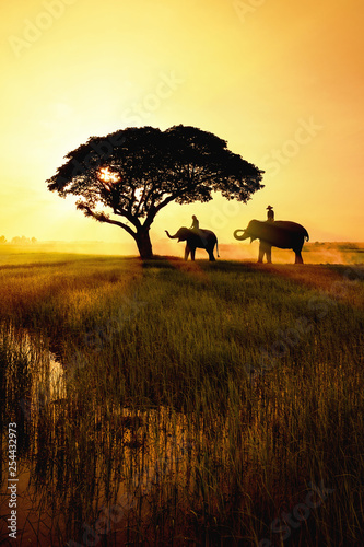 Photography elephant silhouette in field
