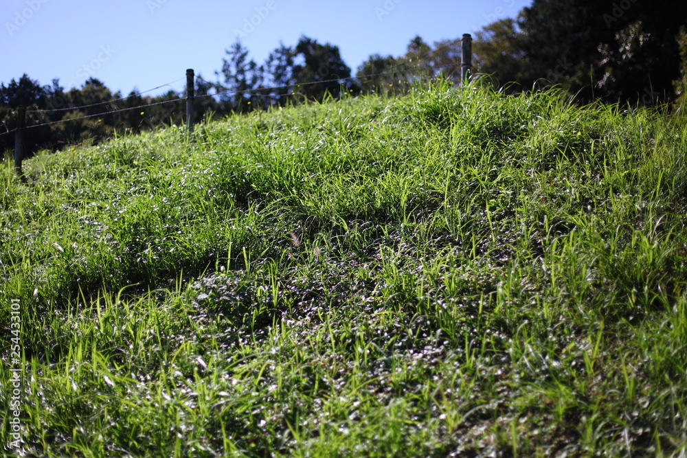 Obraz premium 青草