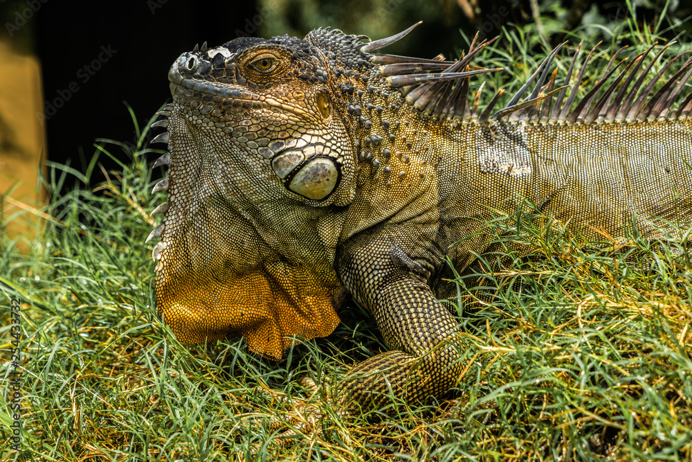 Fototapeta premium Costa Rica iguana bridge