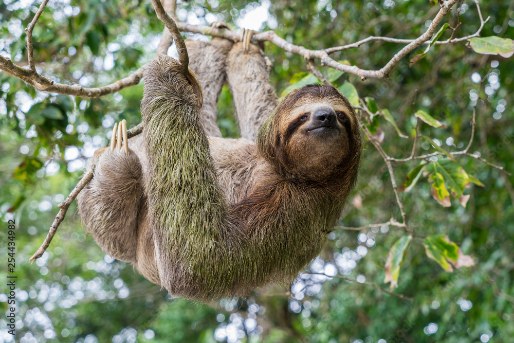 Costa Rica sloth hanging tree threethoed sloth Stock Photo Adobe Stock