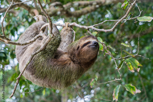 Costa Rica sloth hanging tree three-thoed sloth
