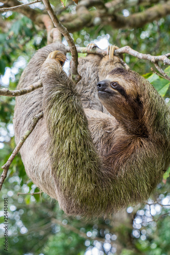 Costa Rica sloth hanging tree three-thoed sloth