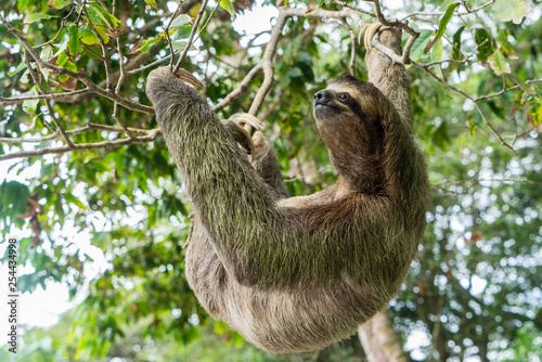 Costa Rica sloth hanging tree three-thoed sloth © EnricoPescantini