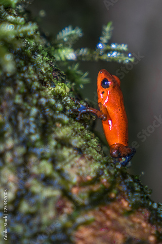 Costa Rica tortuguero red frog