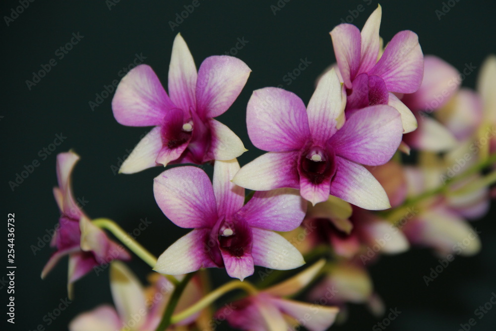 Obraz premium white-purple orchids on a dark background