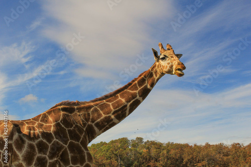 Photography giraffe at wildlife safari