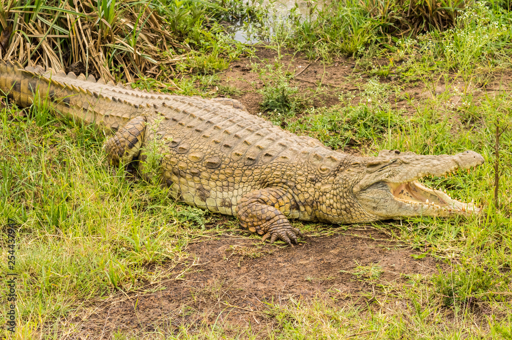 Crocodile mouth open in Nairobi park Crocodile mouth open in Nairobi park