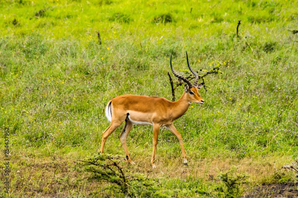 Male Impala in the savannah of Nairobi Park Male Impala in the savannah of Nairobi Park