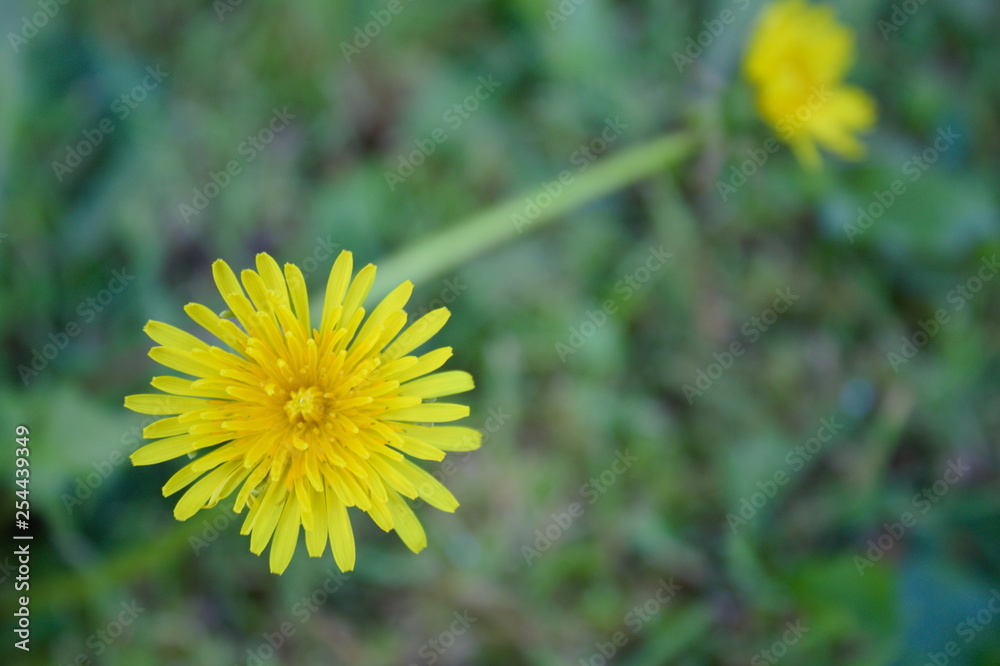 lion flower lion flower