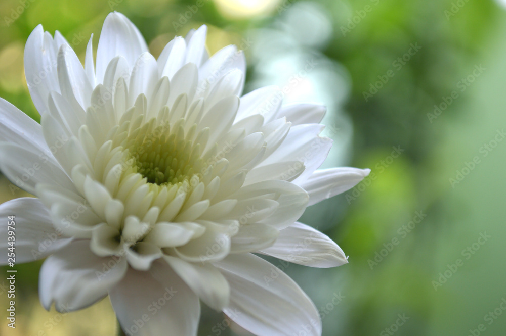 White chrysanthemums flower, Chrysanthemum sp., from Thailand