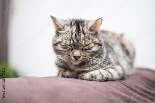 Katze ist müde bei der Fellpflege  © S.Kobold