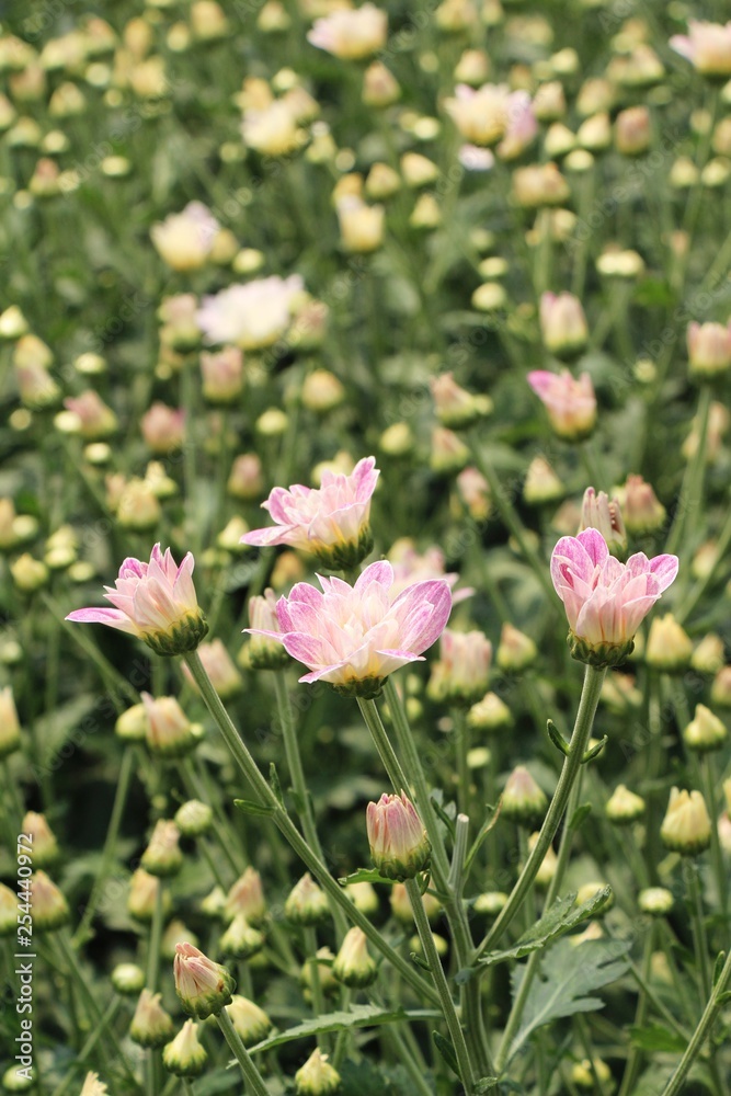 Chrysanthemums flower is beautiful in the garden Chrysanthemums flower is beautiful in the garden
