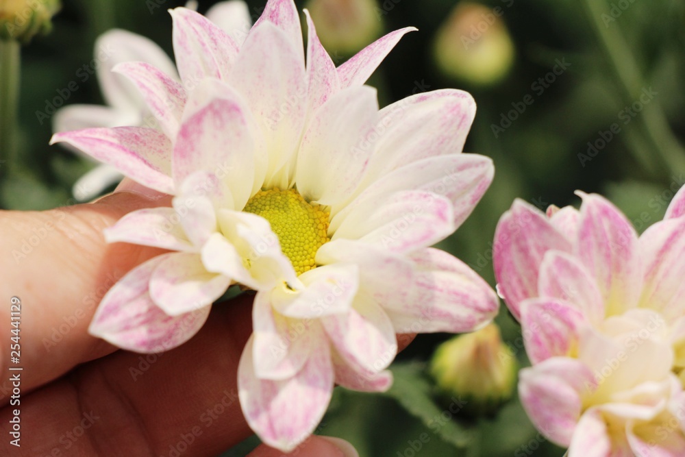 Chrysanthemums flower is beautiful in the garden Chrysanthemums flower is beautiful in the garden