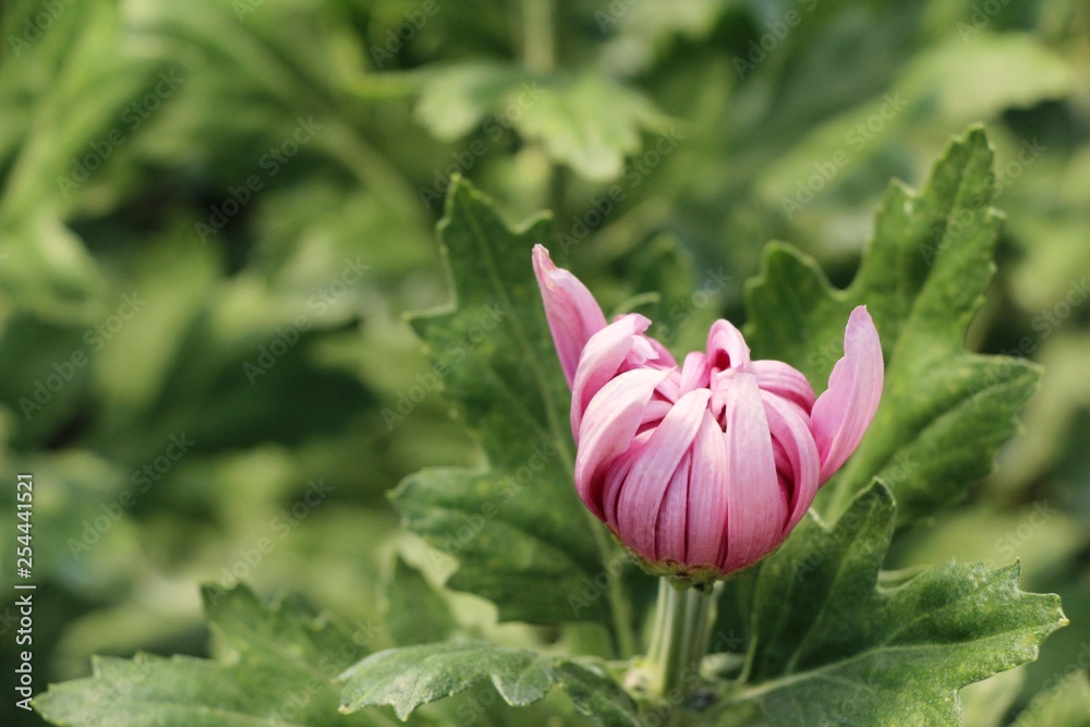 Chrysanthemums flower is beautiful in the garden Chrysanthemums flower is beautiful in the garden