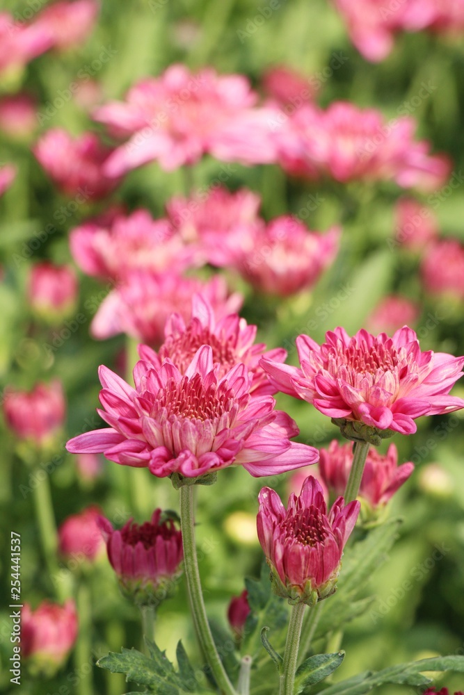 Chrysanthemums flower is beautiful in the garden Chrysanthemums flower is beautiful in the garden