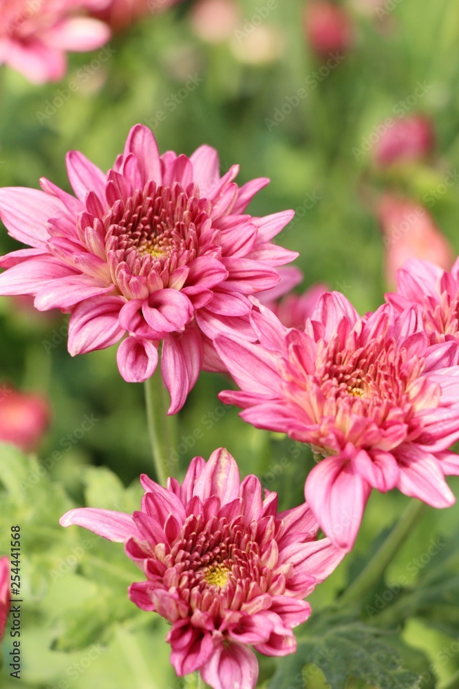 Chrysanthemums flower is beautiful in the garden Chrysanthemums flower is beautiful in the garden