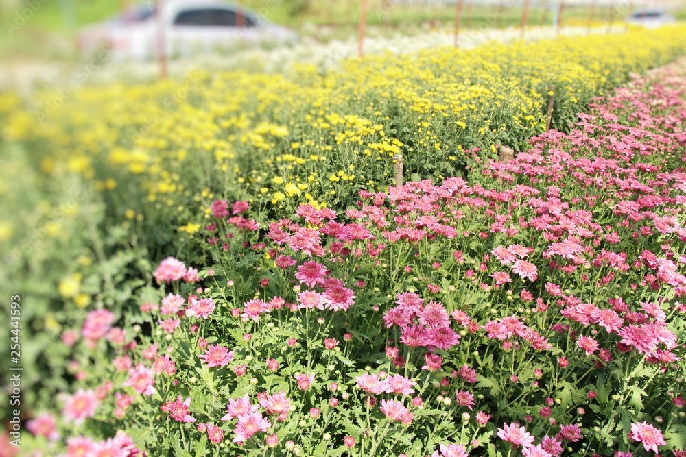 Obraz premium Chrysanthemums flower is beautiful in the garden