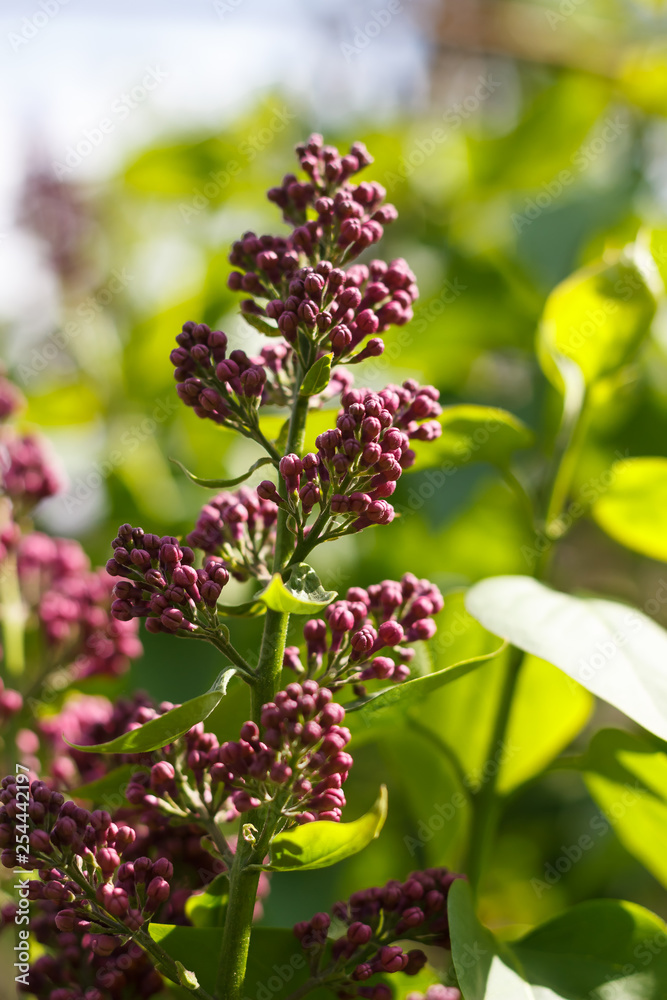 lilac flower buds grow in the sun lilac flower buds grow in the sun
