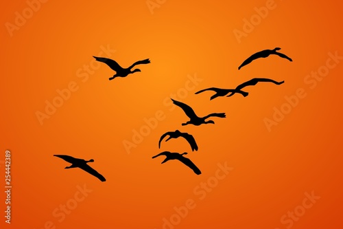 Birds in sky on sunrise