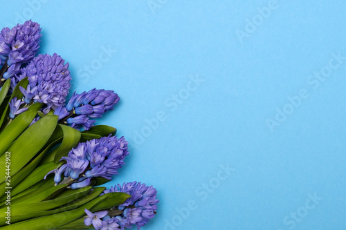 Blue hyacinth flowers as present card on a colored background with copyspace. photo