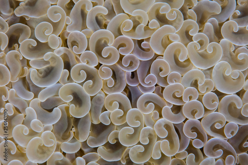 Detail of Anchor Coral Colony on Reef in Papua New Guinea