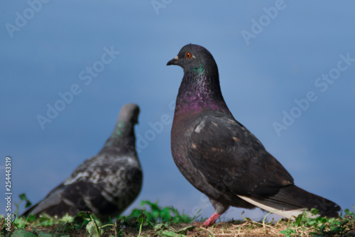 pigeon portrait against a blue backdrop © MariaTem
