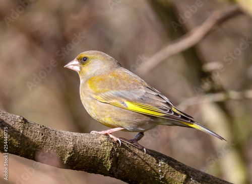 GREENFINCH in the UK